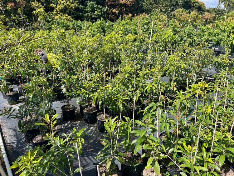 Fruit Trees
