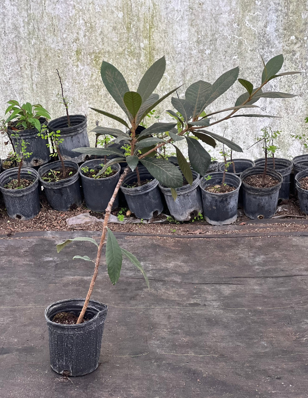 Grafted Loquat 1 gallon Container