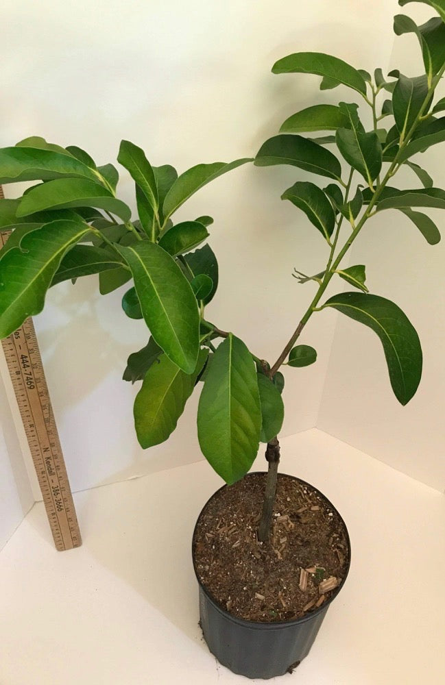Grafted Black Sapote Tree aka Chocolate Pudding Fruit Tree 3 Gallon Pot (4 varieties)