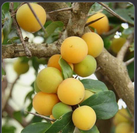Grafted Painter cv. Chirilata Tree 1 Gallon Container
