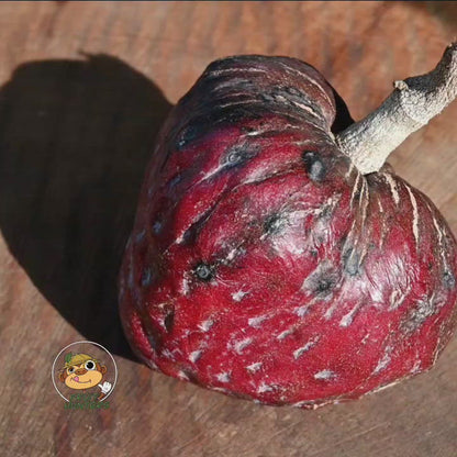 Red Custard Apple