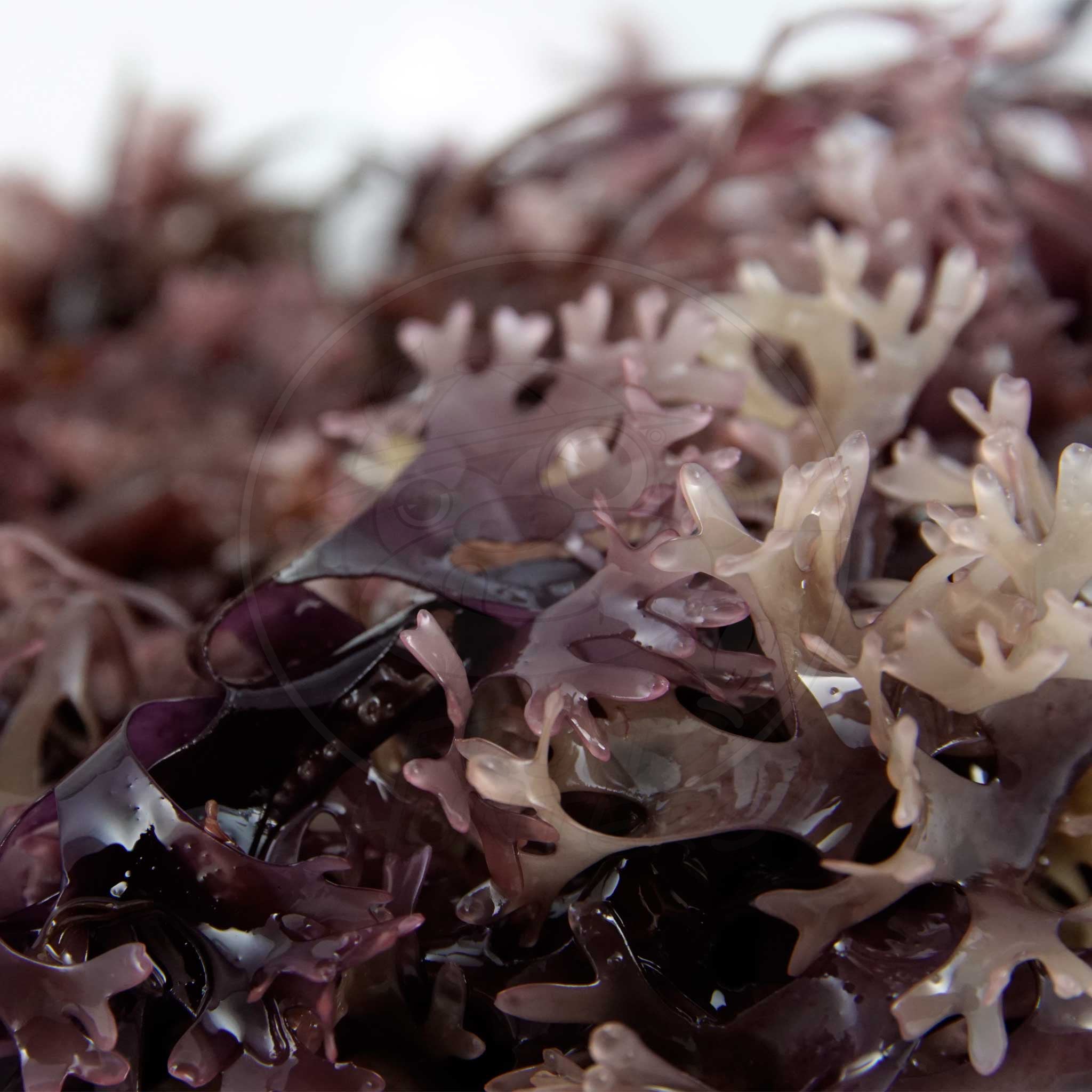 Irish Sea Moss