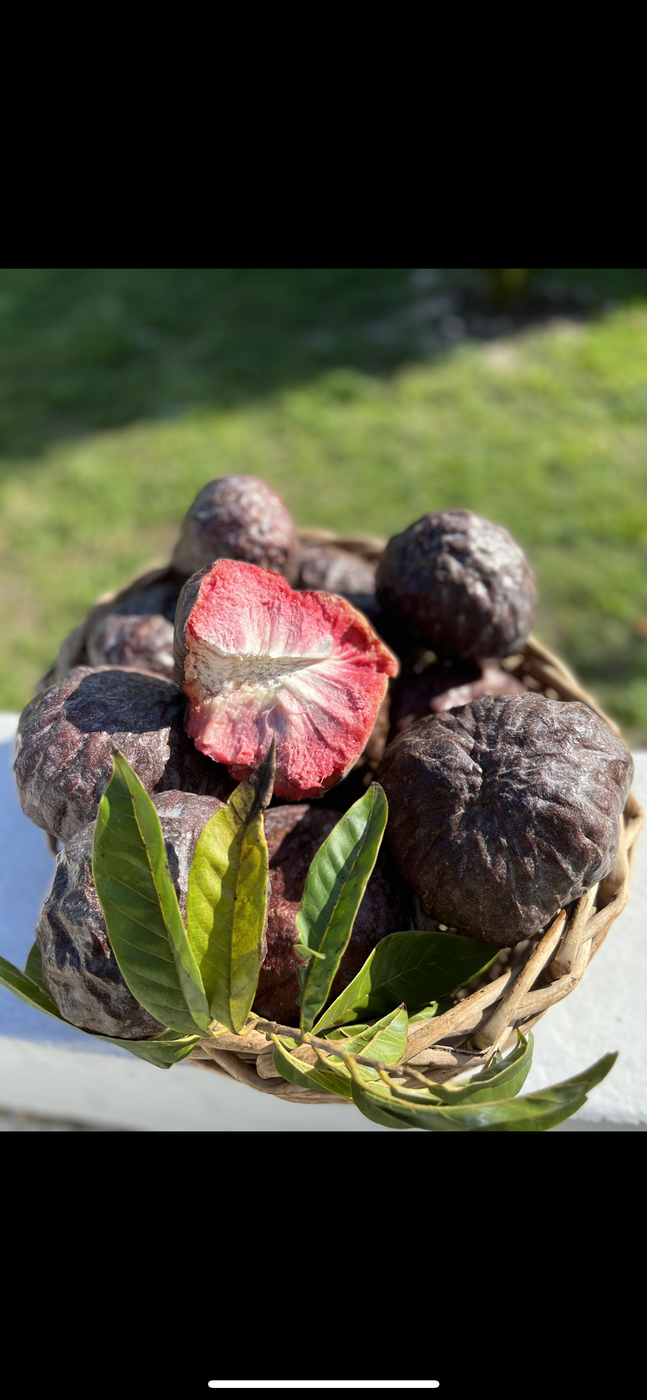 Red Custard Apple Seeds
