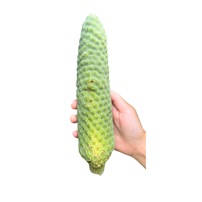 Pre Order * Monstera Deliciosa